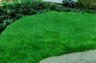 Menlo, CA uncut grass, leans over