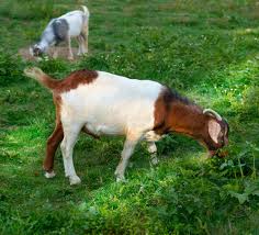 goats mowing lawn