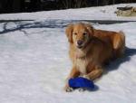 Winter - Gracie Waits for Snow (4') to Melt over Her Pearl's Premium Lawn