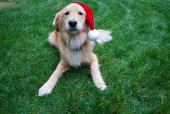 Holidays - Gracie with Hat