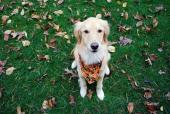 Fall - Gracie with Bandana