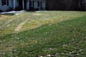 Pearl's Premium lawn (foreground) Stays Greener in Winter