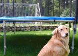 Trampoline - Gracie Inspects Shady Mix Growing under Trampoline