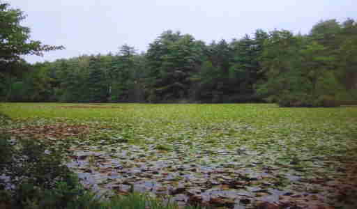 Pond choked by invasive weeds fed by lawn chemicals