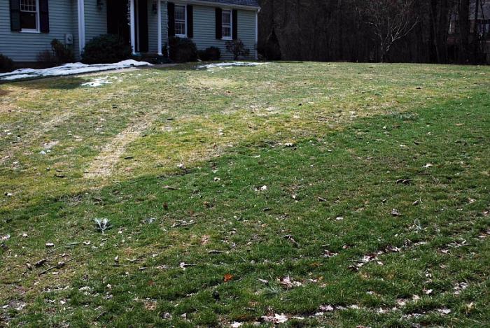 Pearl's Premium lawn (foreground) Stays Greener in Winter