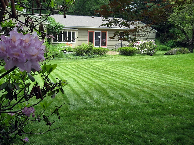 This lawn is cut once a month one average; its cut high with a sharp blade