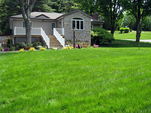 Pearl's Premium Lawn in Hot Summer Sun