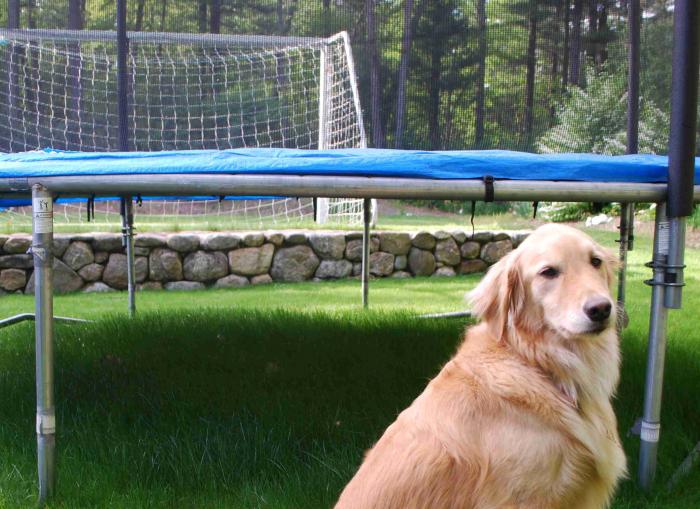 Trampoline - Gracie Inspects Shady Mix Growing under Trampoline